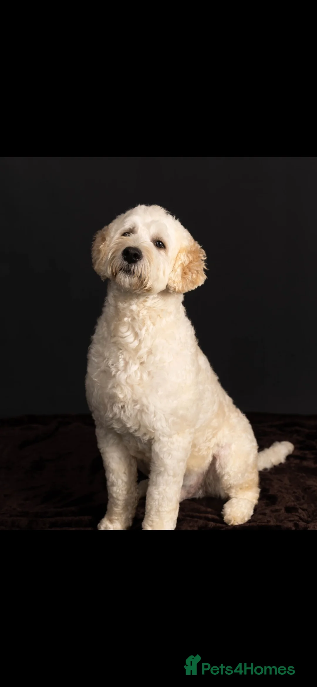 Goldendoodle dogs for stud: Goldendoodle stud Freddie - Advert 4