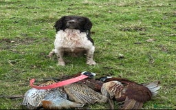 English Springer Spaniel dogs for sale: Beautiful Springer Spaniel working line - Advert 5