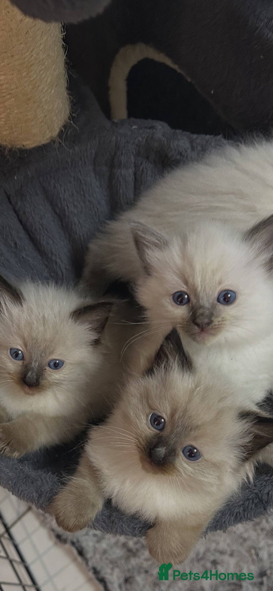Ragdoll cats 4 beautiful ragdoll kittens for sale  - Advert 1