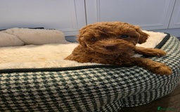 Toy Poodle dogs for sale: Beautiful RED & APRICOT Toy Poodles  - Image 1