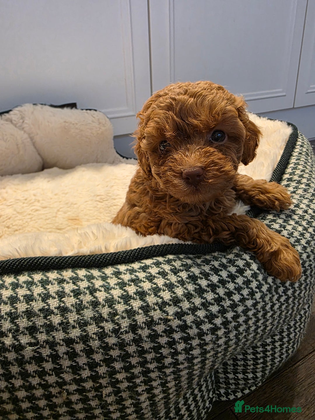 Toy Poodle dogs for sale: Beautiful RED & APRICOT Toy Poodles  - Image 1