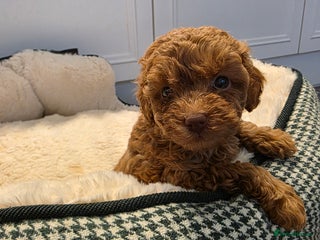 Toy Poodle dogs - Advert 1