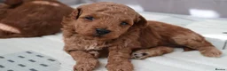 Maltipoo dogs for sale: 🐶 Stunning Brown/Red F1B Maltipoo Puppies ❤️ in Luton - Advert 24