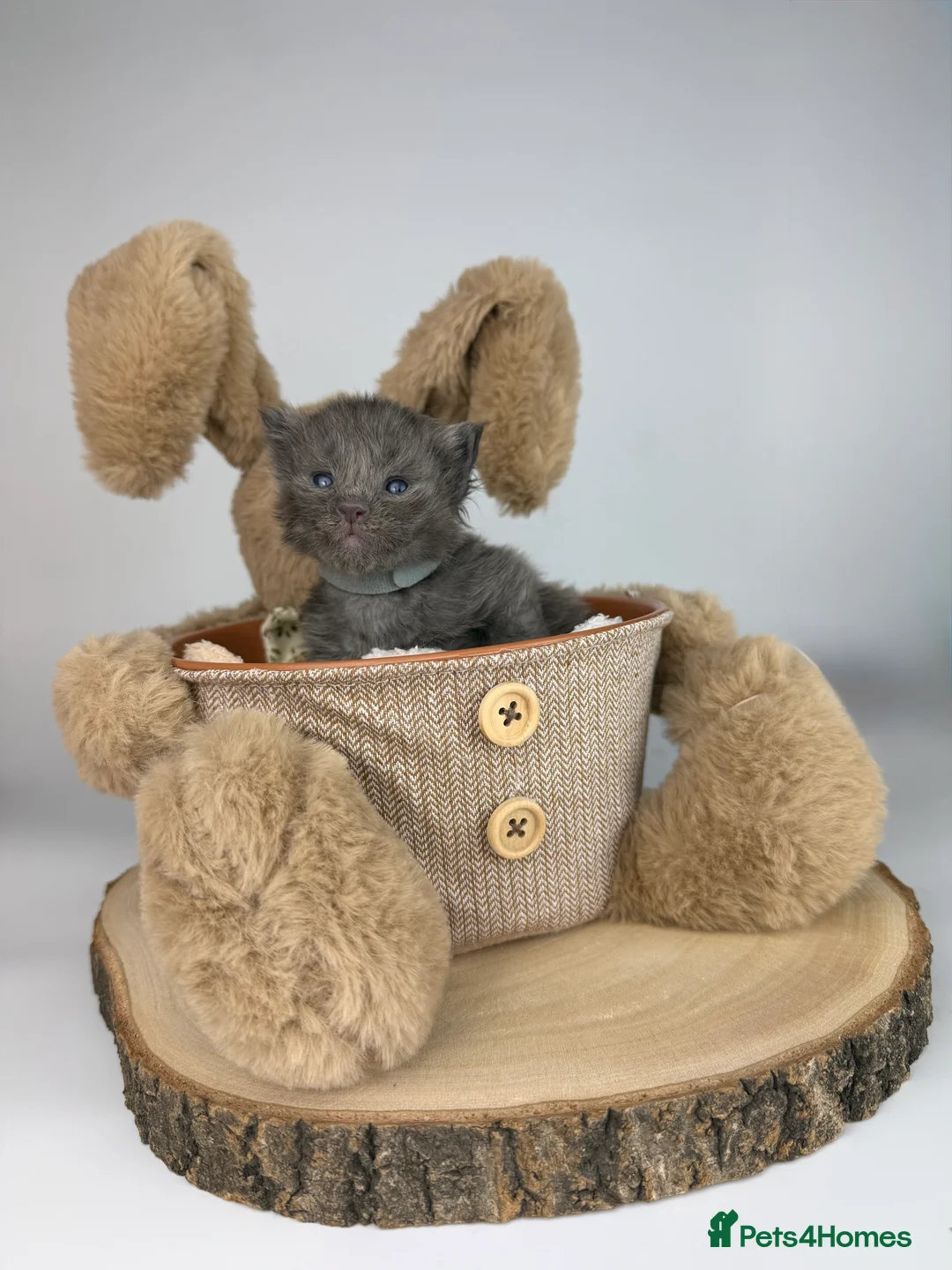 Ragcoon cats for sale: 🤍 RAGDOLL X MC KITTENS | HEALTH-TESTED PARENTS - Advert 11