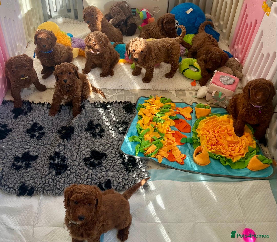 Goldendoodle dogs for sale: multigenerational Australian Golden doubledoodles - Advert 15