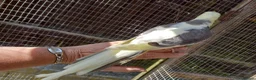 Cockatiels birds for sale: Baby  Cockatiels for sale - Advert 5