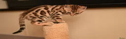 Bengal cats for sale: Registered pedigree bengal kittens - Advert 17