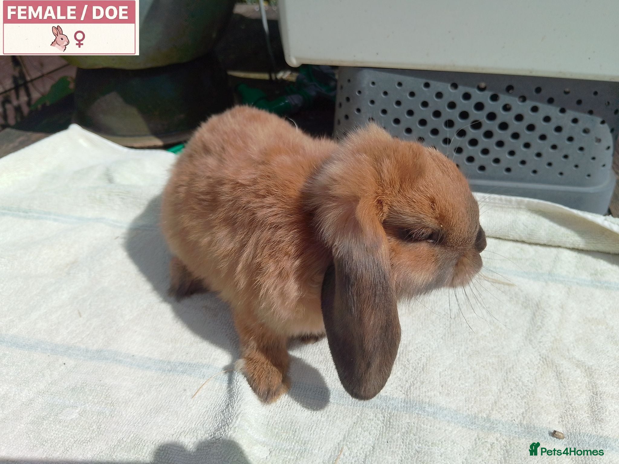 Mini Lop rabbits Pretty Female & Male Baby Rabbits - Advert 6