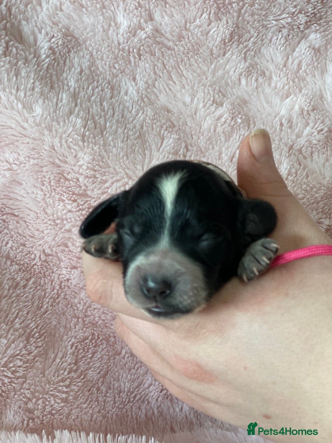 Cocker Spaniel dogs for sale: Cocker Spaniel Pups - Solid & Roan - Farlavale - Advert 28