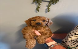 Cockapoo dogs for sale: Red F1 toy cockapoo puppies - Image 2