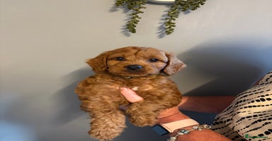 Cockapoo dogs - Advert 16