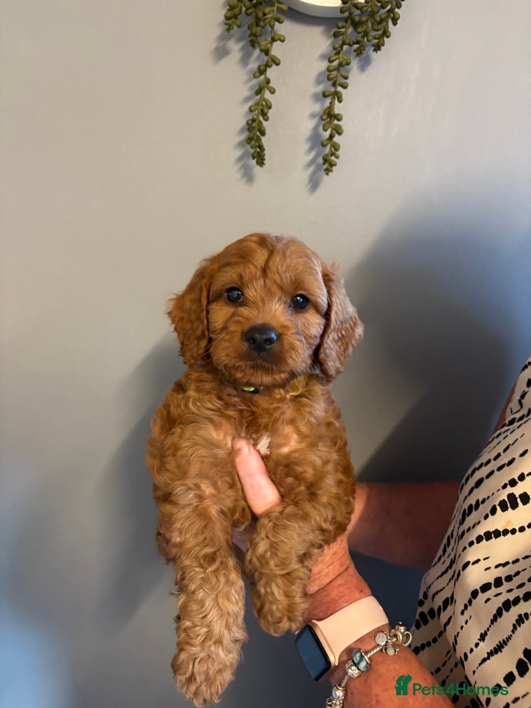 Cockapoo dogs for sale: Red F1 toy cockapoo puppies - Image 2