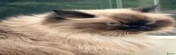 Mixed Breed cats for sale: Sweet Ragdoll x Persian Chinchilla mix cat - Advert 4