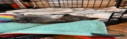 Russian Blue cats for sale: Russian blue cross kittens  - Advert 5