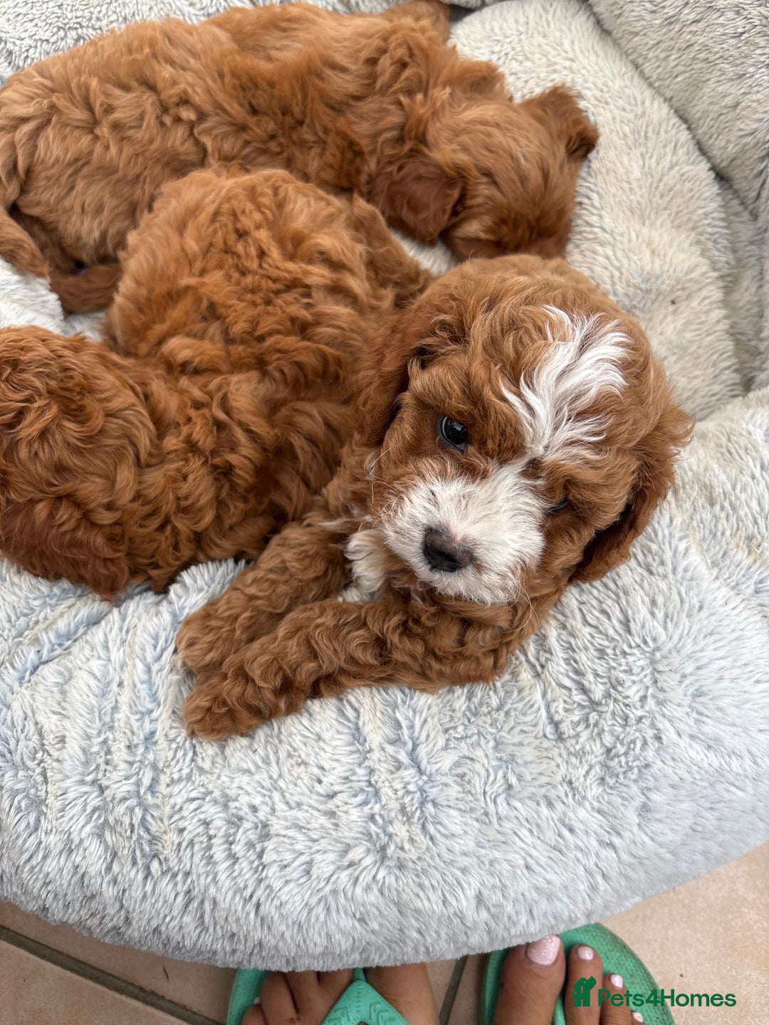 Cavapoo dogs for sale: Mr cavapoo F1B  - Image 15
