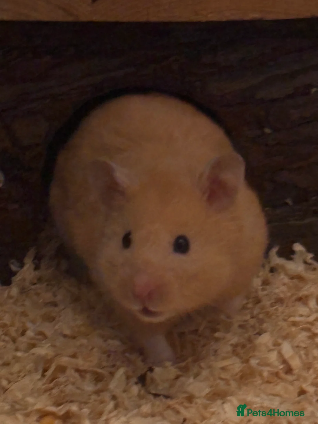 Hamster rodents for sale: Syrian Hamster (Draco) for rehome - Advert 5