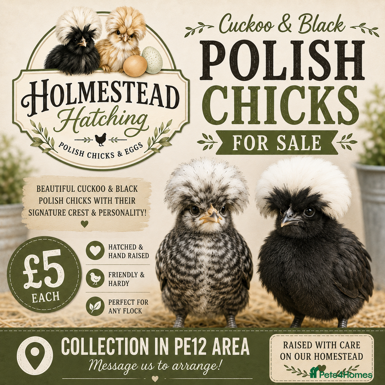 Chickens poultry Cuckoo and Black Polish chicks and fertile eggs!  - Advert 14