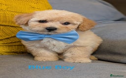 Poochon dogs for sale: Stunning F1 Toy Poochon Puppies BOYS - Image 4