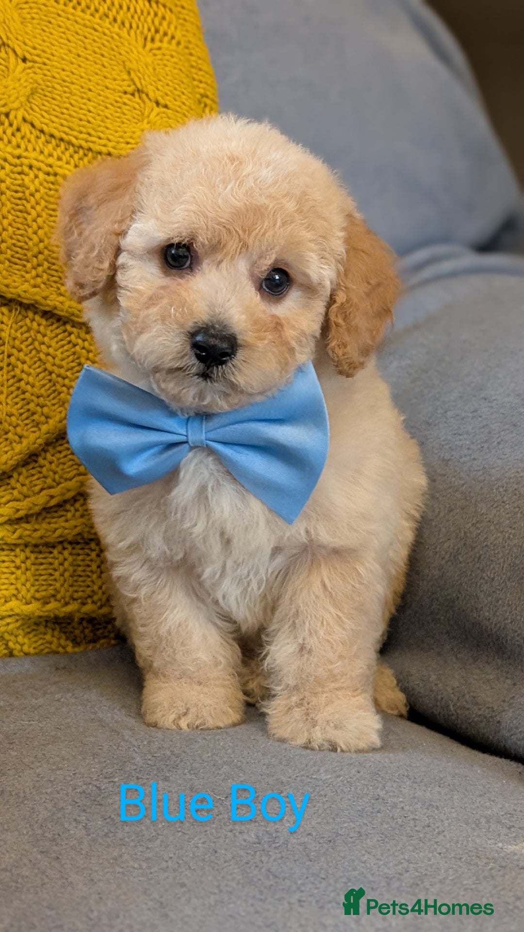 Poochon dogs for sale: Stunning F1 Toy Poochon Puppies BOYS - Image 4