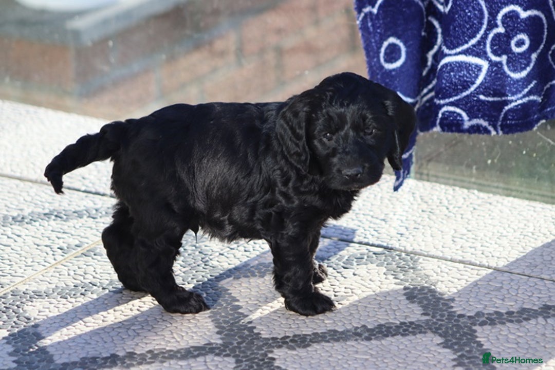 Cockapoo dogs for sale: F1 Cockapoo puppies for sale - Advert 17