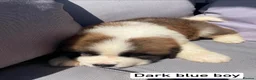 Saint Bernard dogs for sale: Saint Bernard‘s puppies - Advert 6