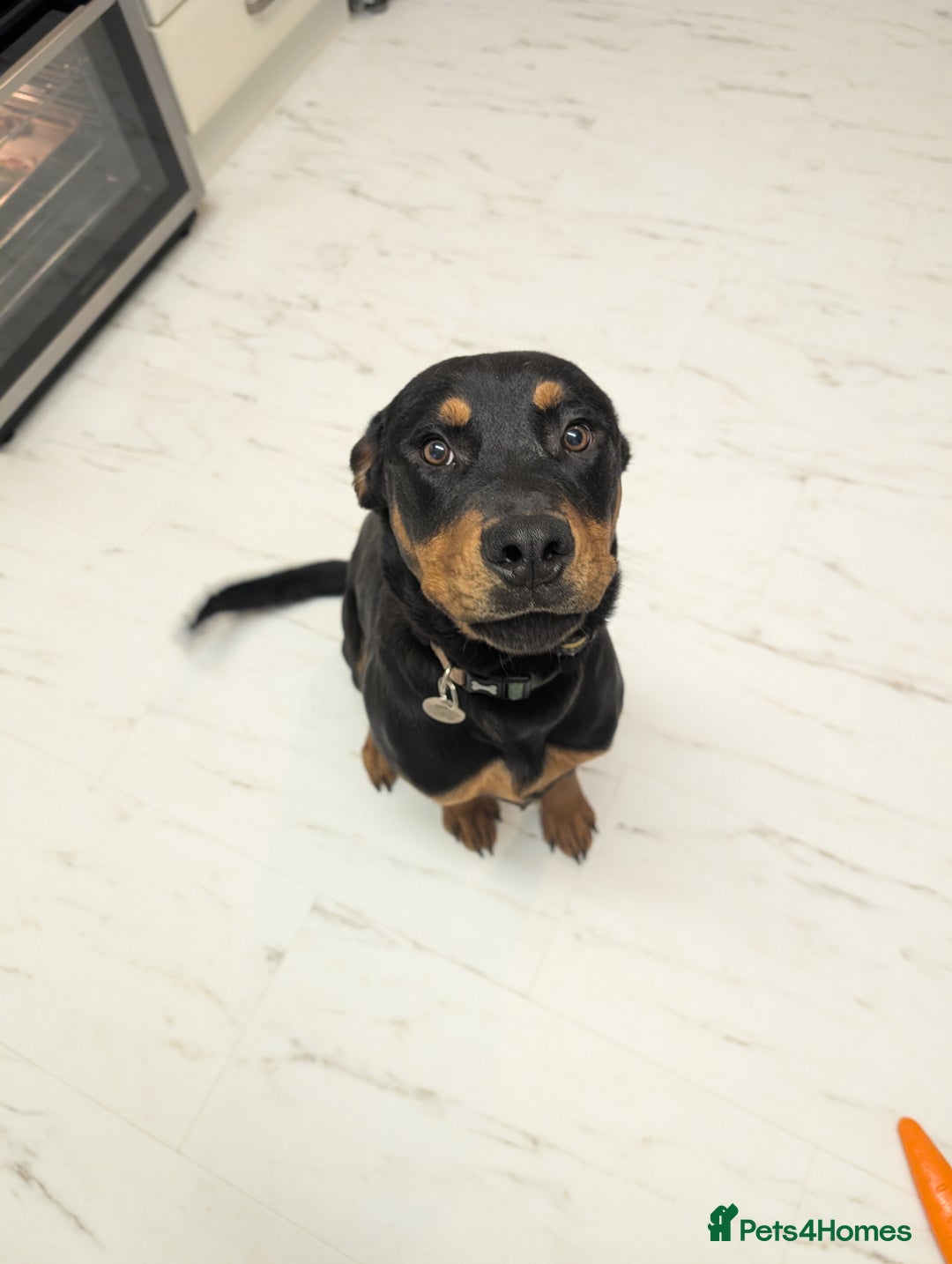 Rottweiler dogs for sale: 7 month old rottweiler male  - Advert 1