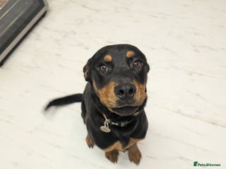 Rottweiler dogs 7 month old rottweiler male - Advert 2