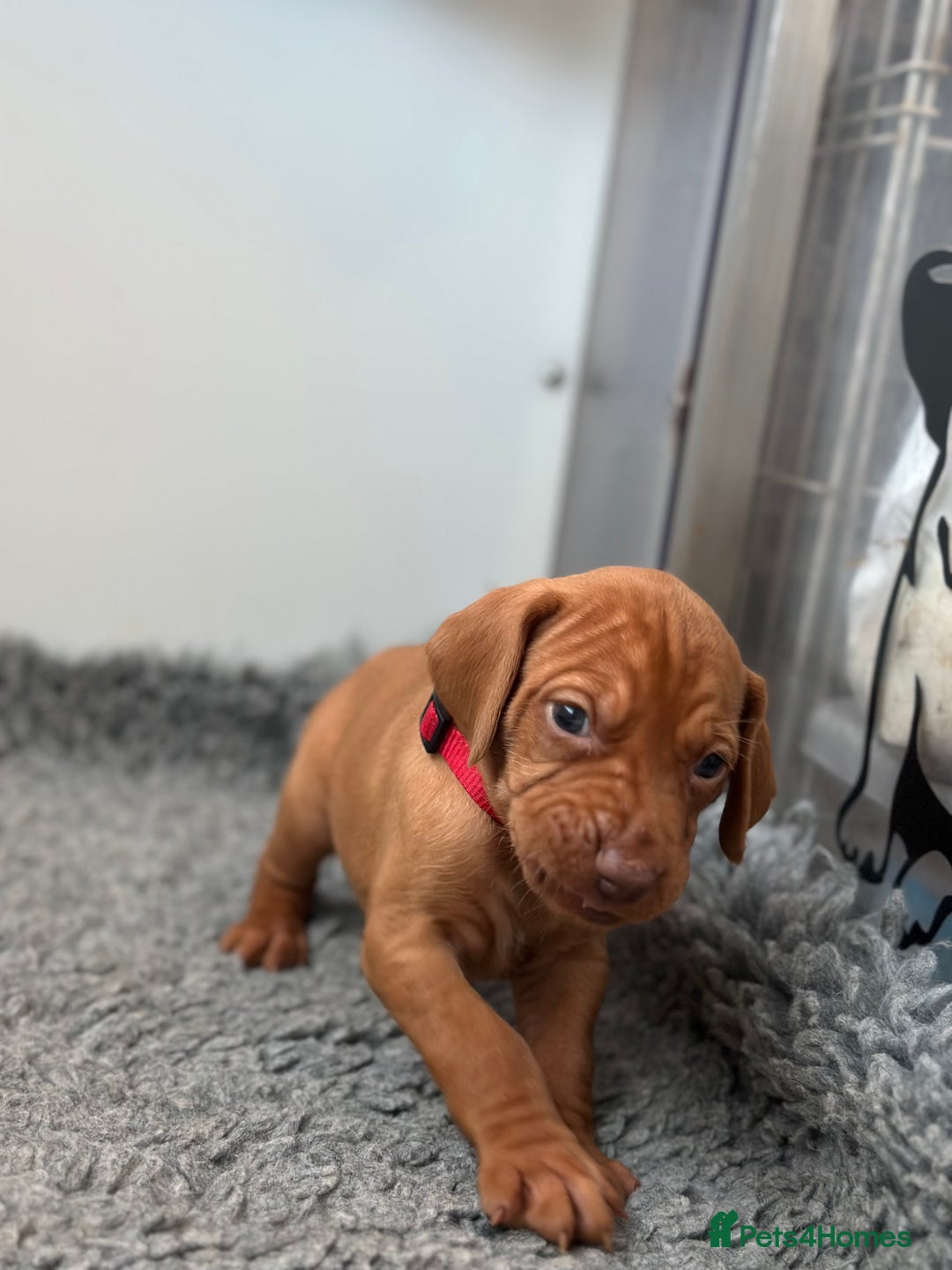 Hungarian Vizsla dogs for sale: Amazing Hungarian vizsla puppies - Image 22
