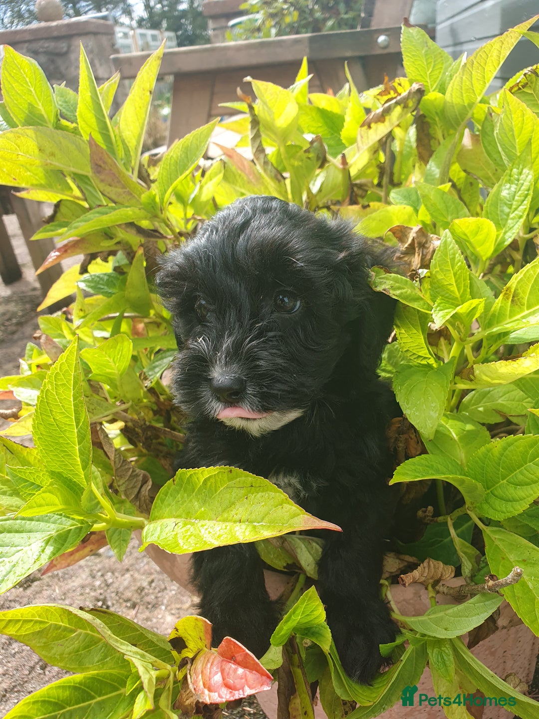 Cockapoo dogs for sale: cockapoo f1 puppies - Image 3