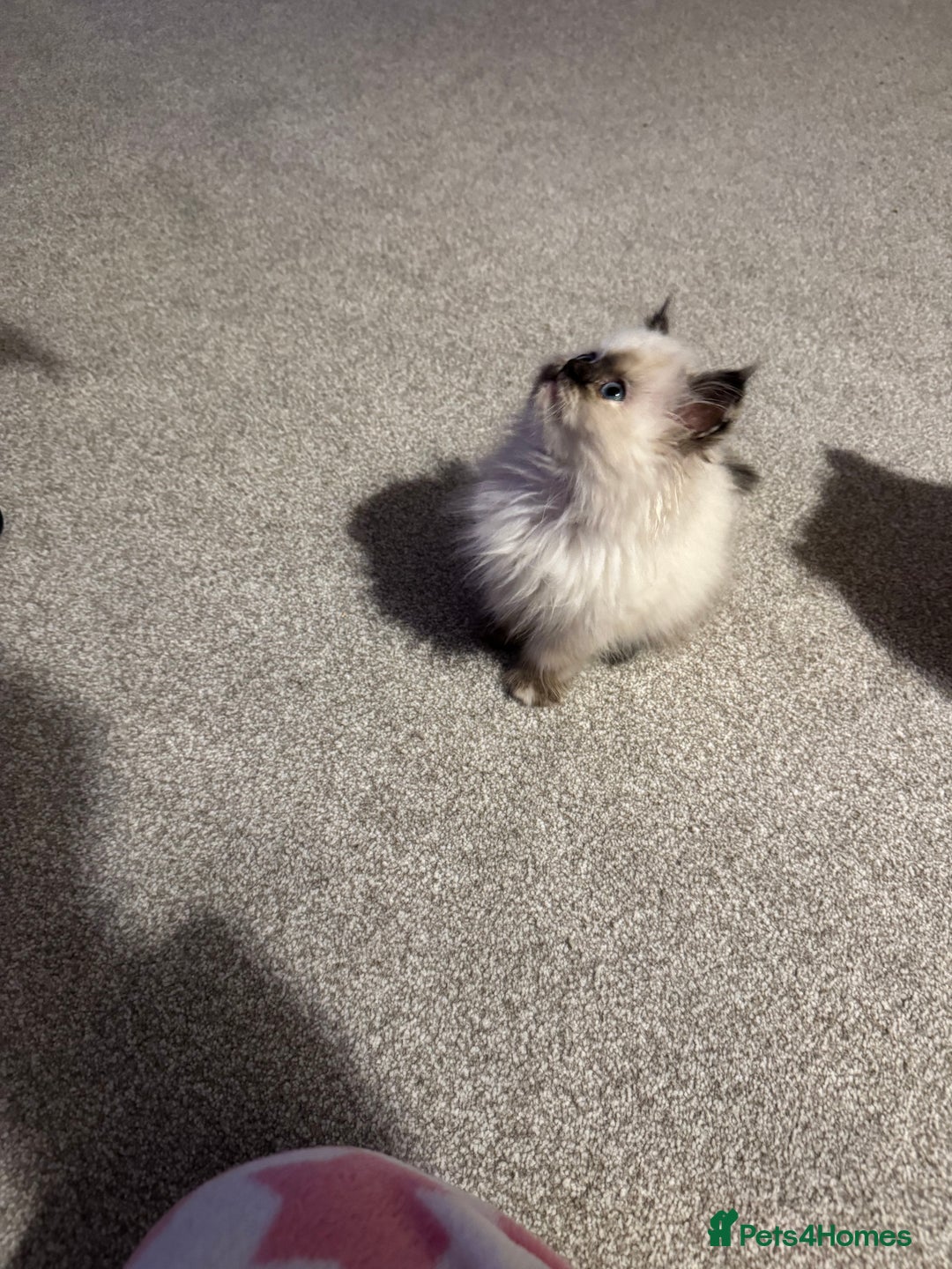 Birman cats for sale: Beautiful  Tortie  girl avaible - Advert 8