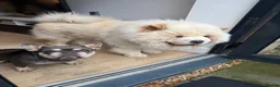 Chow Chow dogs for stud: Pablo: The Fluffy Gentleman Chow Chow in Sheffield - Advert 4
