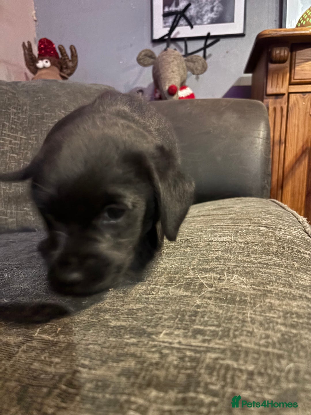 Labrador Retriever dogs for sale: Labrador girl’s ready now  - Advert 5