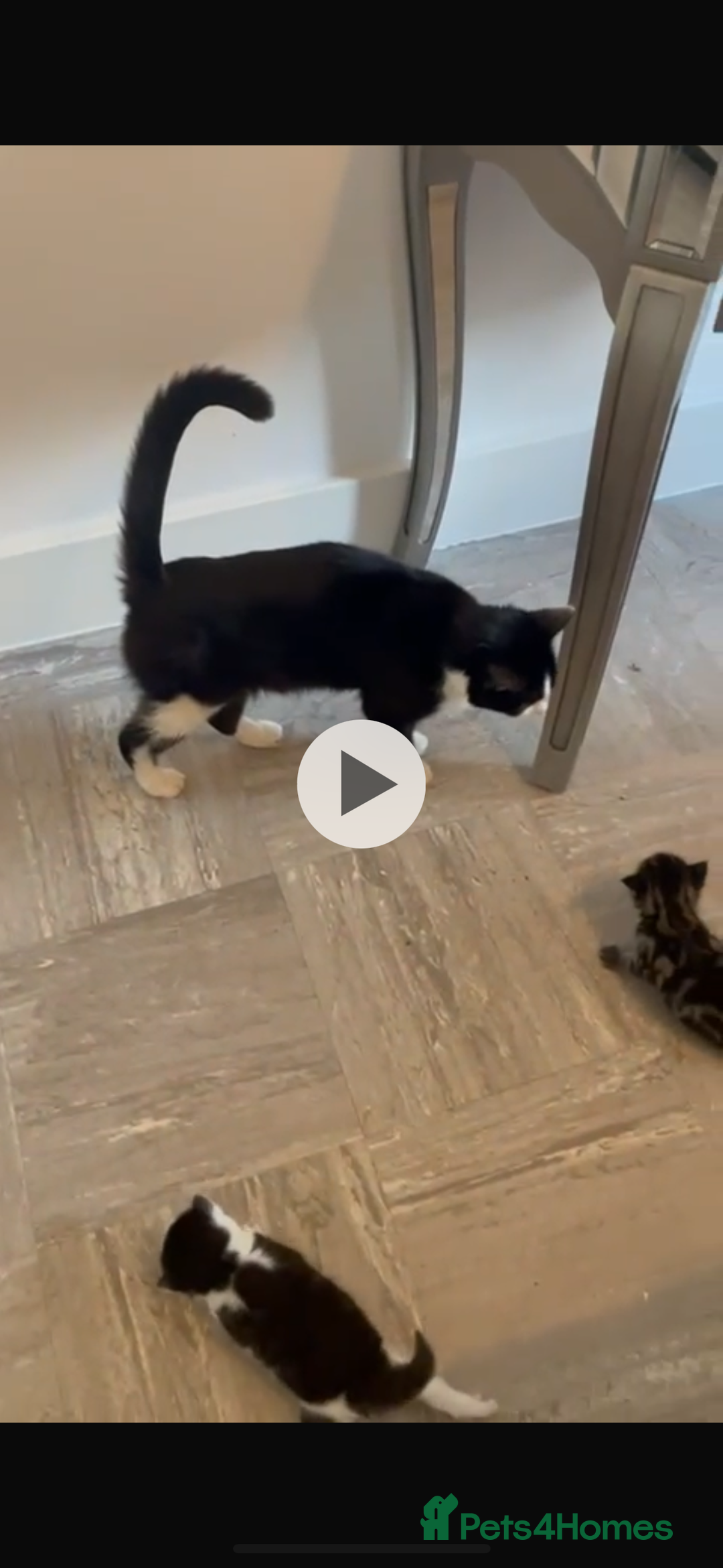 American Shorthair cats for sale: Tabby Kitten  - Image 29