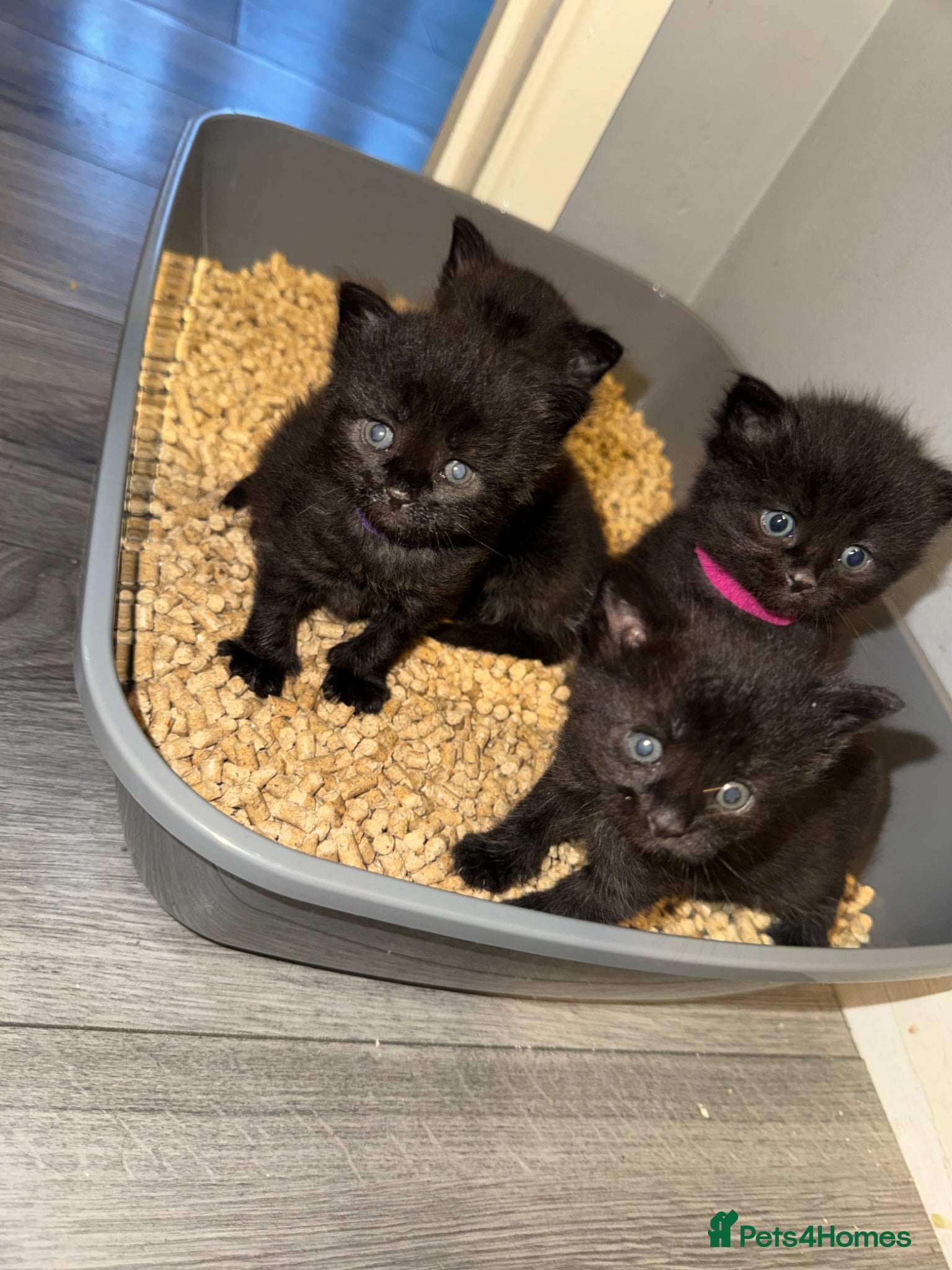 Maine Coon cats for sale: MAINE COON x BENGAL - Advert 1