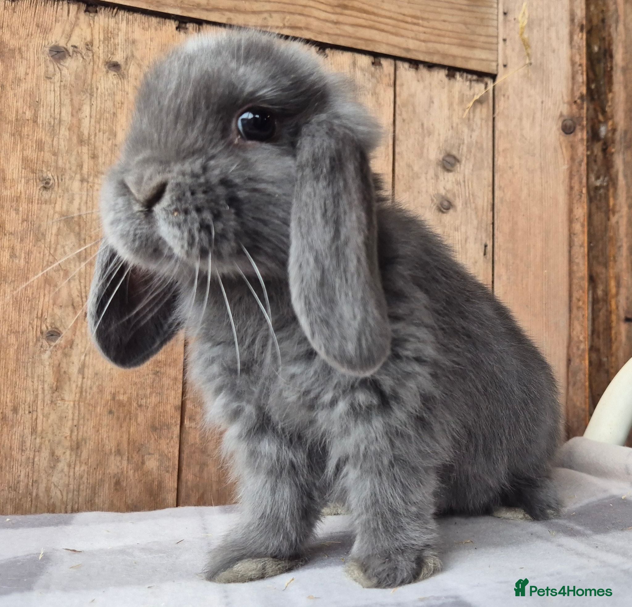 Mini Lop rabbits Mini lop babys ready now  - Advert 8