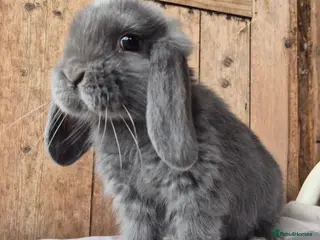 Mini Lop rabbits Mini lop babys ready now - Advert 8