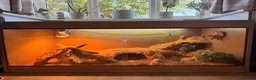 Bearded Dragon reptiles for sale: Female adult Bearded dragon  in Hailsham - Advert 2
