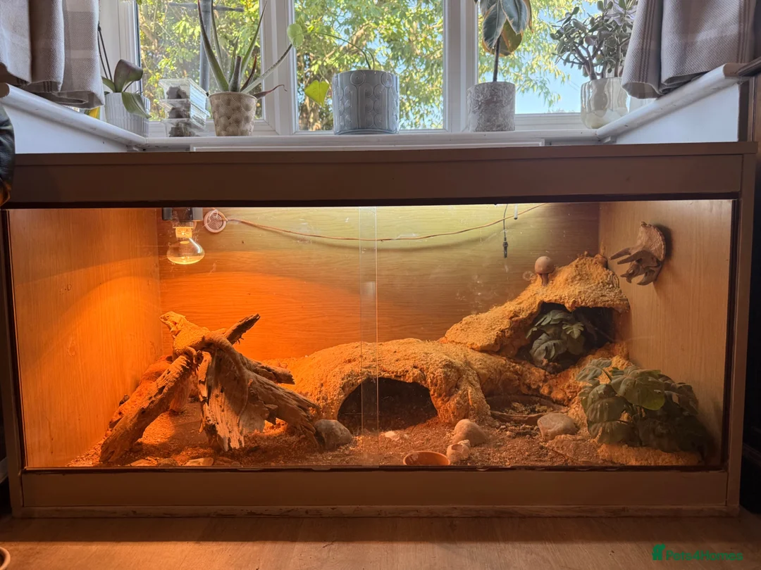 Bearded Dragon reptiles for sale: Female adult Bearded dragon  in Hailsham - Advert 2