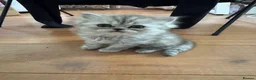 Persian cats for sale: Persian chinchilla pure kittens for sale  in Eastleigh - Advert 3