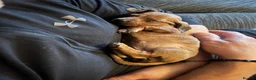 Dachshund dogs for sale: Dachshund puppies in Billericay - Advert 8