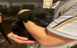 Labrador Retriever dogs for sale: Litter of seven beautiful labradors  - Advert 11