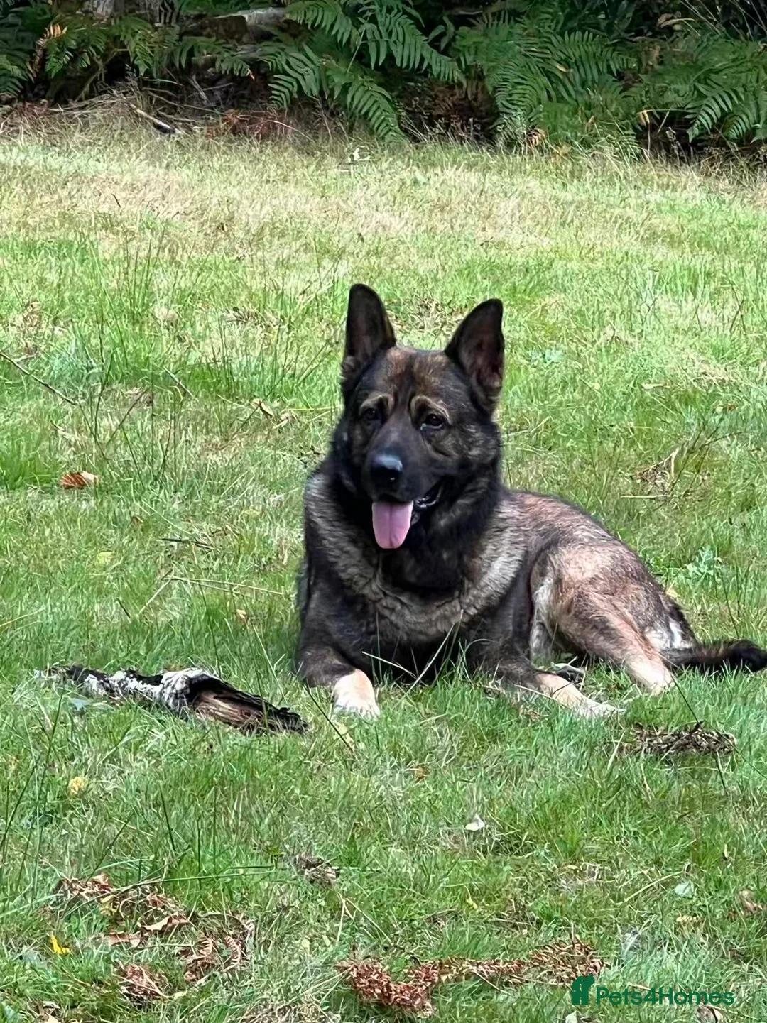 German Shepherd dogs for sale: DDR German Shepherd –Looking for a New Home in Horsham - Advert 1