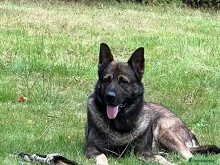 German Shepherd dogs DDR German Shepherd –Looking for a New Home - Advert 6