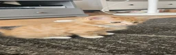 Mixed Breed cats for sale: Cute and fluffy ginger mixed breed - Advert 36