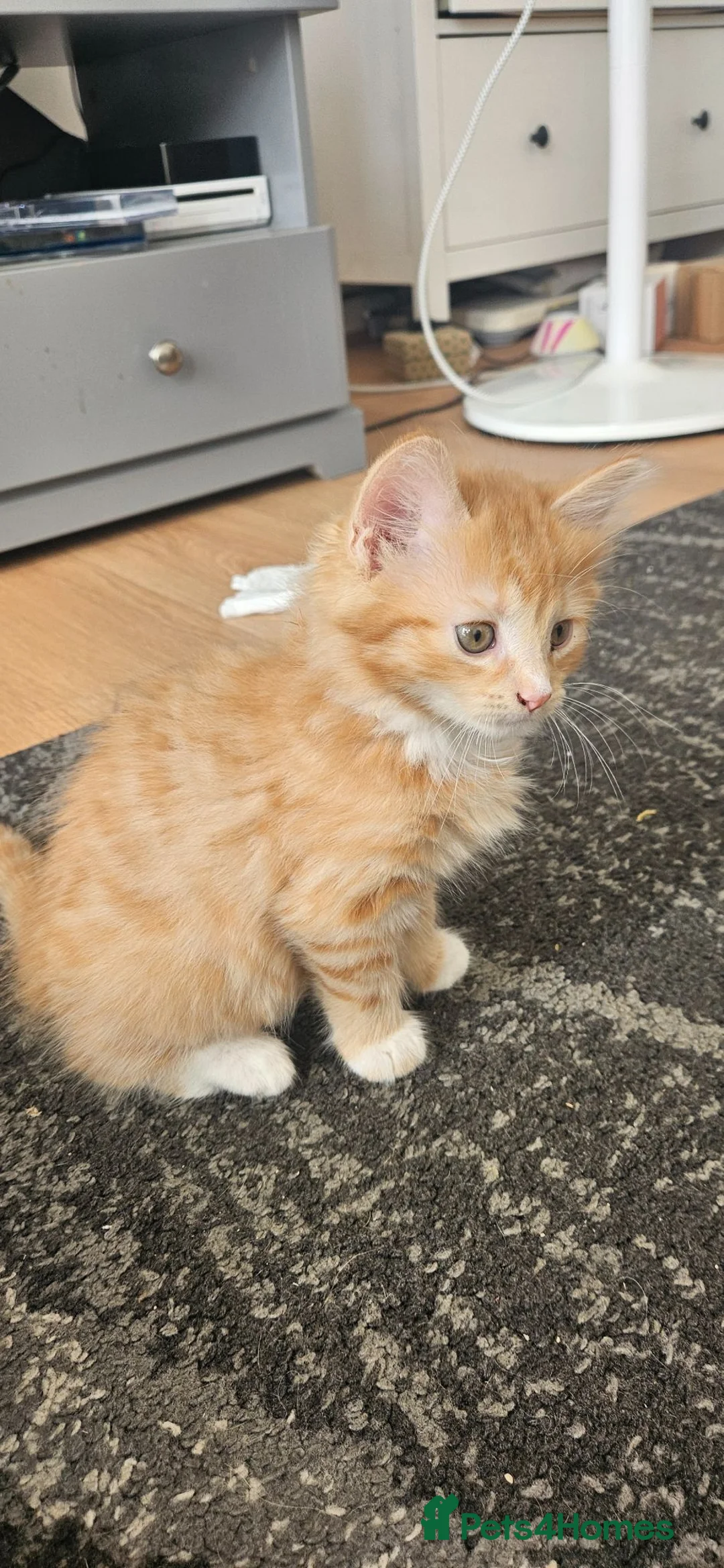 Mixed Breed cats for sale: Cute and fluffy ginger mixed breed - Advert 36