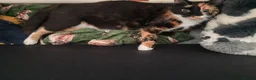 Mixed Breed cats for sale: Born Tuesday 7th July 🤍 - Advert 3