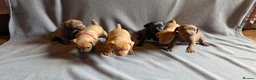 Patterdale Terrier dogs for sale: Smooth coat Patterdale Terrier Puppies - Advert 1