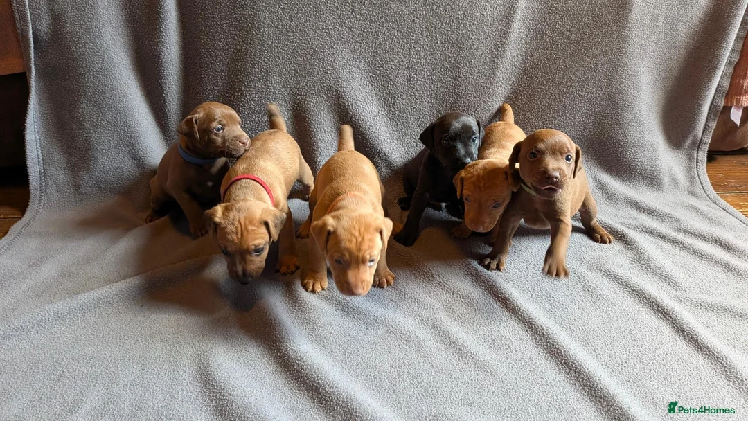 Patterdale Terrier dogs for sale: Smooth coat Patterdale Terrier Puppies - Advert 1