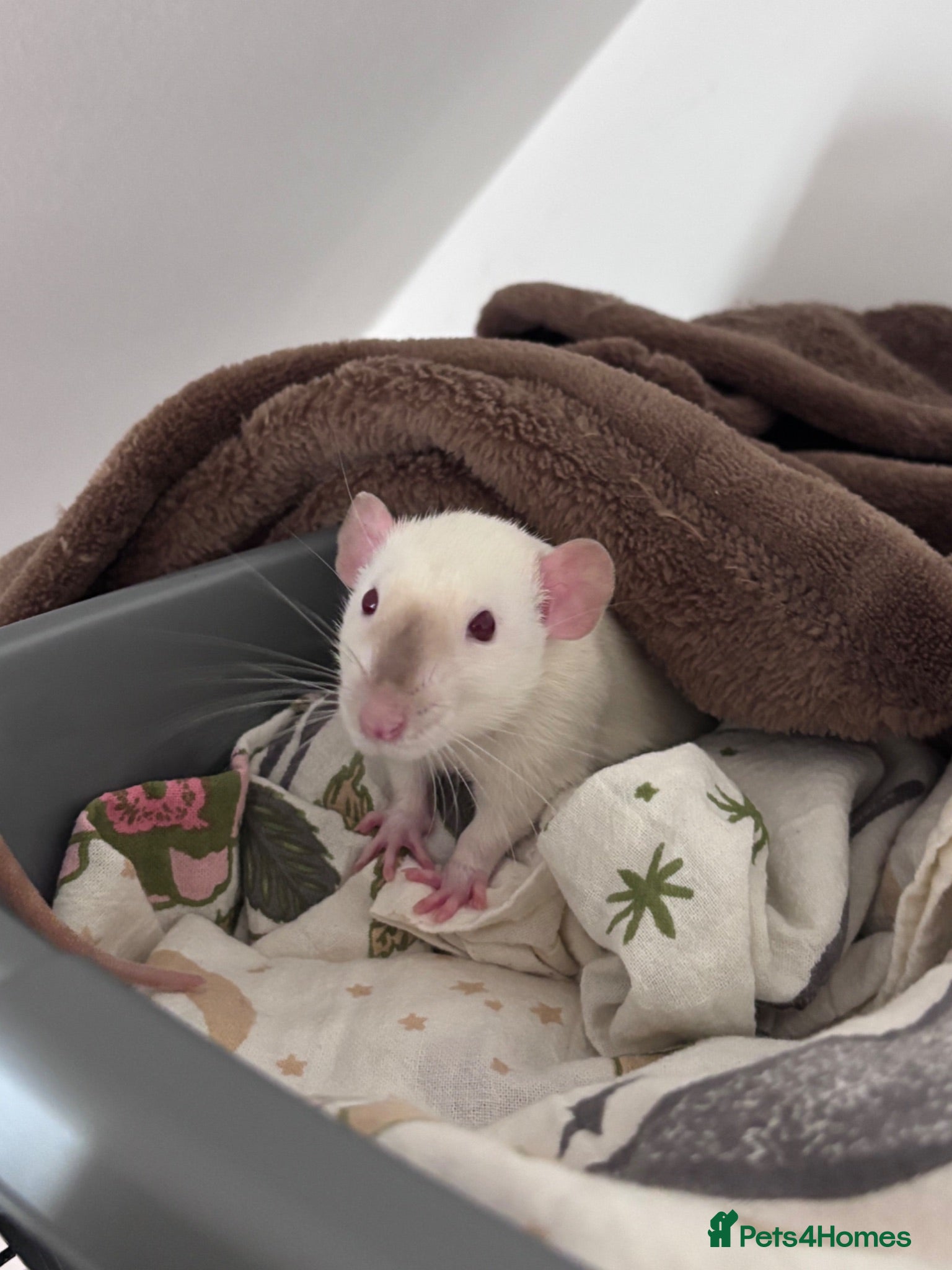 Rat rodents Two Friendly Male Rats Looking for a Loving Home  - Advert 3