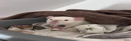 Rat rodents for sale: Two Friendly Male Rats Looking for a Loving Home  in Queenborough - Advert 1